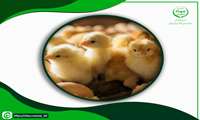 جوجه‌ریزی ۳.۷ میلیون قطعه‌ای در خراسان جنوبی/ ۶۰ درصد گوشت مرغ تولیدی صادر می‌شود